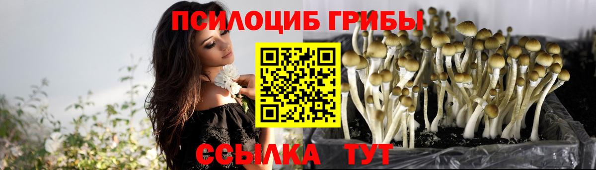 Псилоцибиновые грибы Cubensis Ижевск
